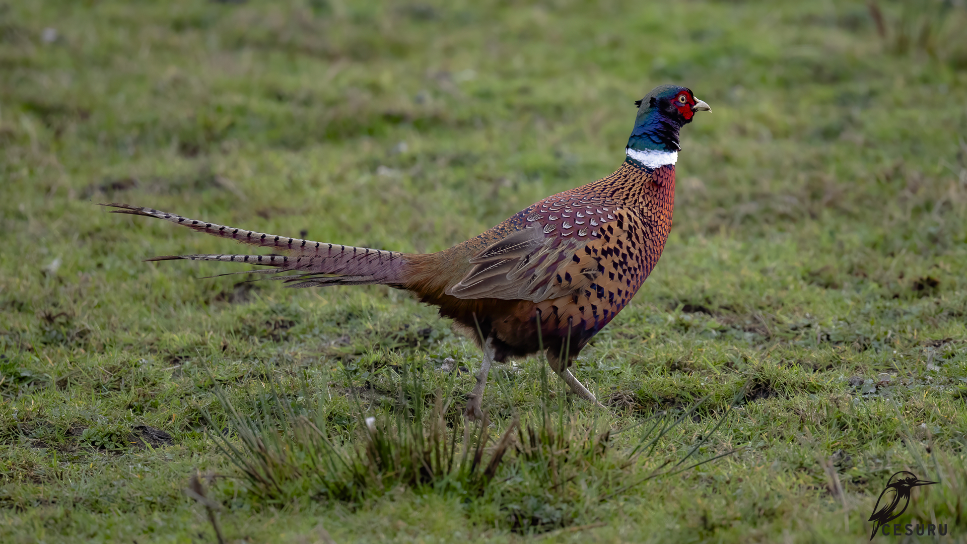 Ring-necked Pheasant
